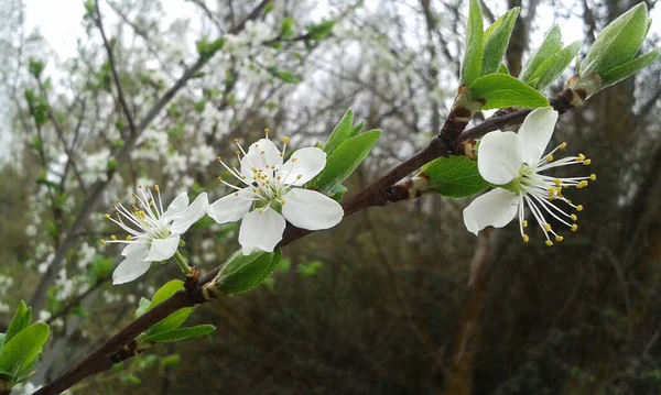 Białe Kwiaty Gałęzi — Zdjęcie stockowe