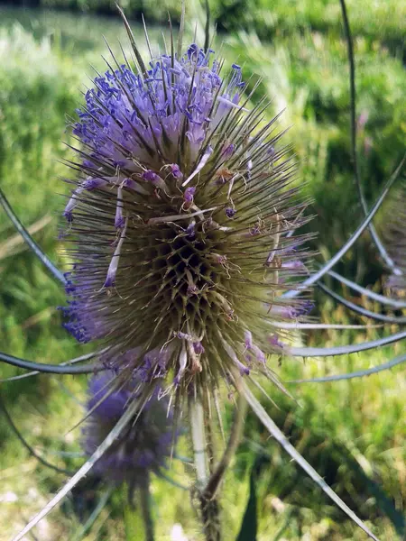 Fast Trockene Purpurdistel — Stockfoto