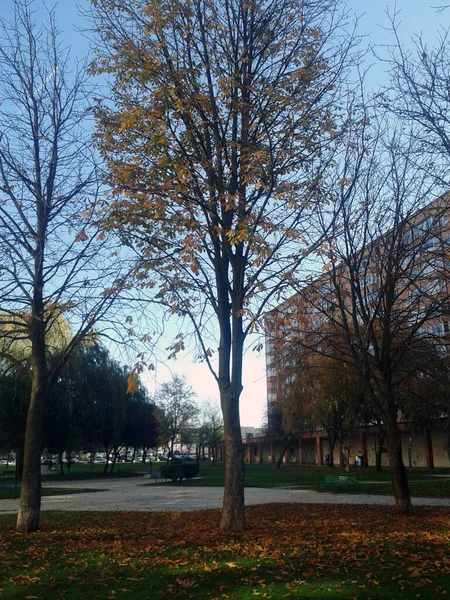 Parks Mit Herbstbäumen — Stockfoto