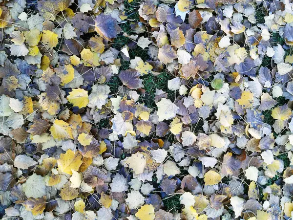 Autumn Dry Leaves Background — Stock Photo, Image