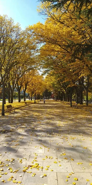 Herbstliches Stadtbild Von Lebendiger Natur — Stockfoto