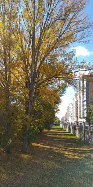 Passeggiata Autunnale Lungo Fiume — Foto Stock