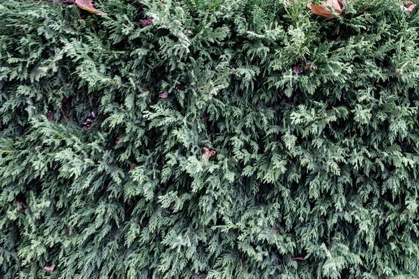 Sonbaharda Yeşil Çam Yapraklarının Arkaplanı — Stok fotoğraf