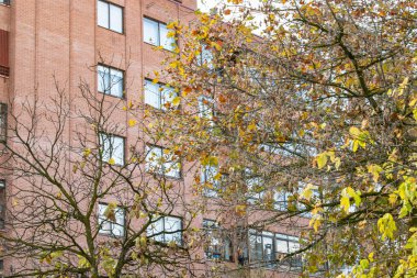 Sonbahar yaprakları ve dallar arka plan.