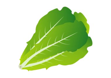 Beyaz arkaplanda uzun yeşil marul