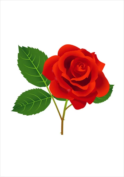 Rose Rouge Avec Feuilles Vertes Tige Sur Fond Blanc — Image vectorielle