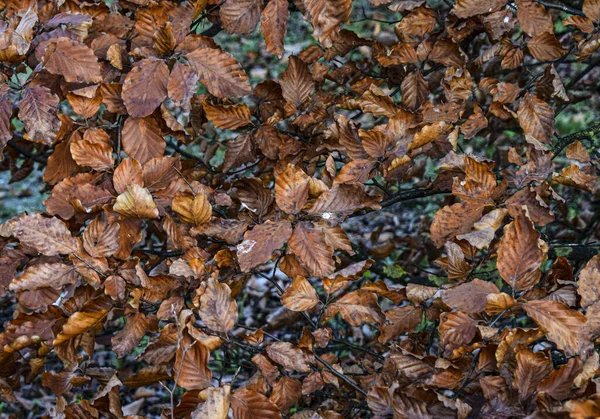 Fondo Hojas Otoño Suelo —  Fotos de Stock