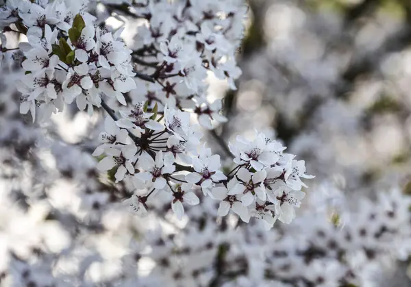 Білі Квіти Дереві Навесні — стокове фото