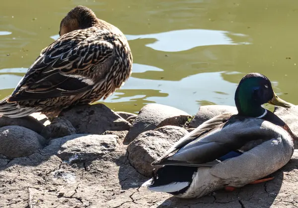 Dois Patos Lado Uma Lagoa Descansando — Fotografia de Stock