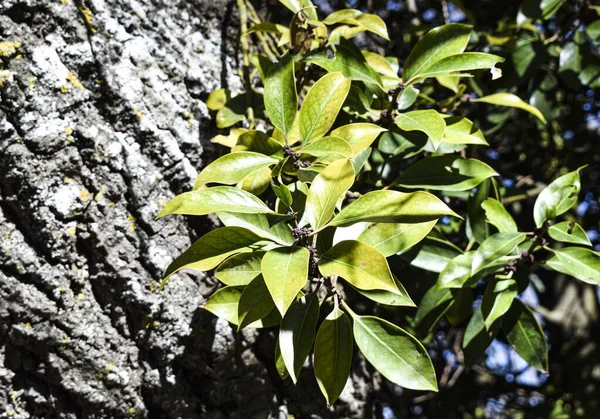 Bir Ağacın Gövdesinin Yanındaki Yeşil Yapraklar — Stok fotoğraf