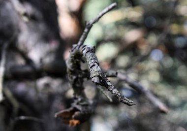 Çam ormanlarının yemyeşil dalları.