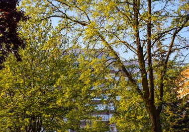 İlkbaharda gökyüzünde dalların arka planı.