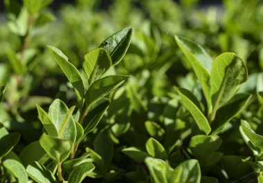 Yeşil çalılar arkaplan.