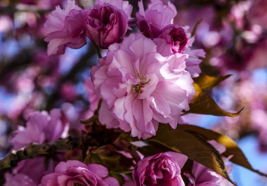 İlkbaharda kiraz ağacının pembe çiçekleri.