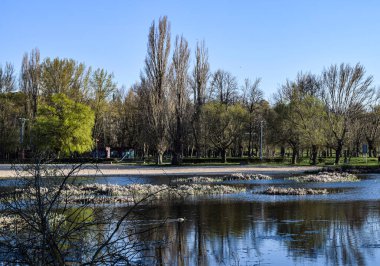 Nehrin önündeki bahar ormanı.