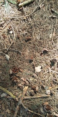 İlkbaharda orman zemininde kuru dallar ve yapraklar