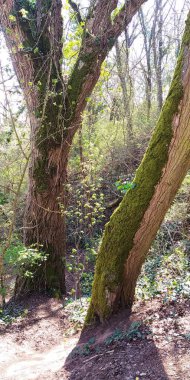 Fuentes Blancas Burgos 'taki doğal park