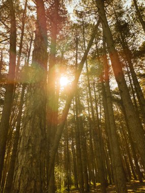 Fuentes Blancas Burgos 'taki doğal park