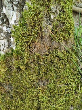 Ağaç gövdesindeki yeşil bitki örtüsü