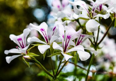 Bahçedeki beyaz çiçeklerin dalları.
