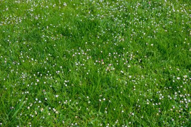 Bahar yeşili yaprakları arka plan