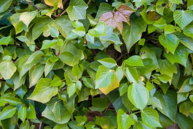 Bahar yeşili yaprakları arka plan