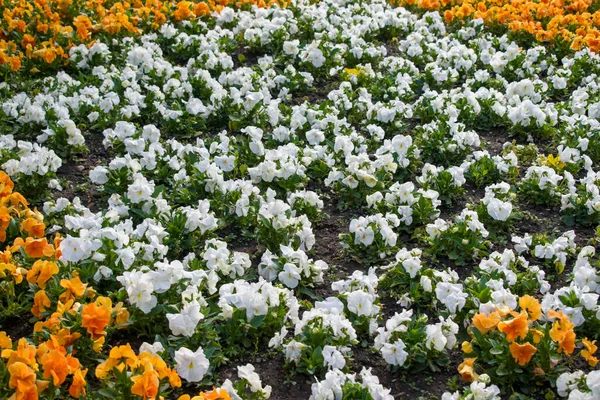 Garten Mit Gelben Orangen Und Weißen Blüten Frühling — Stockfoto
