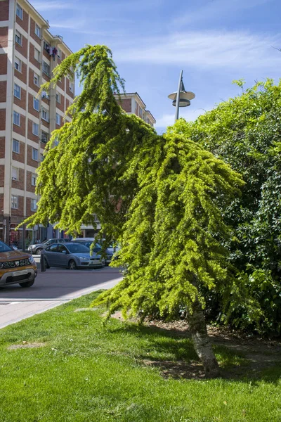 市内の庭の緑の木 — ストック写真