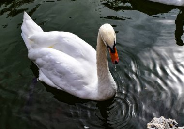 Yansımalı gölde beyaz kuğu.