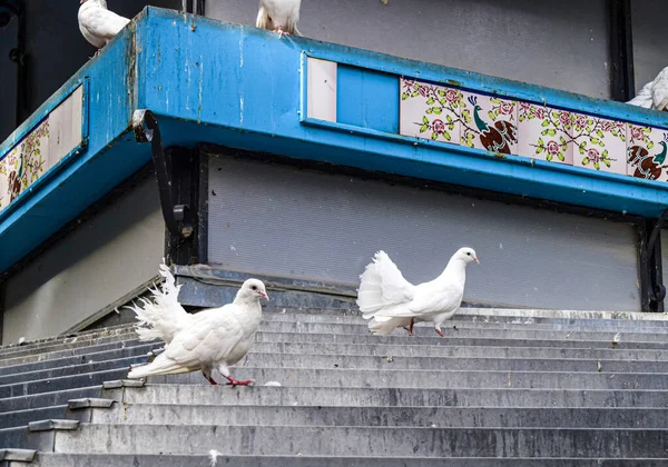 Pigeons Blancs Perchés Dans Pigeonnier — Photo