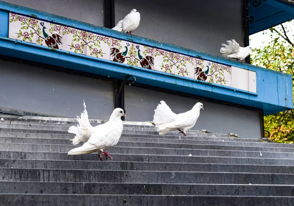 Gołębie Białe Usiadłe Gołębiu — Zdjęcie stockowe