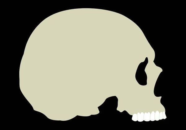 Human Skull Bone Color Silhouette Black Background — Stock Vector