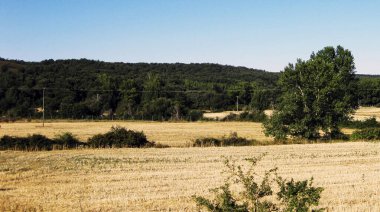 Yazın ekilmiş tarlaların manzarası.