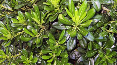 Bahar yeşili yaprakları arka plan,