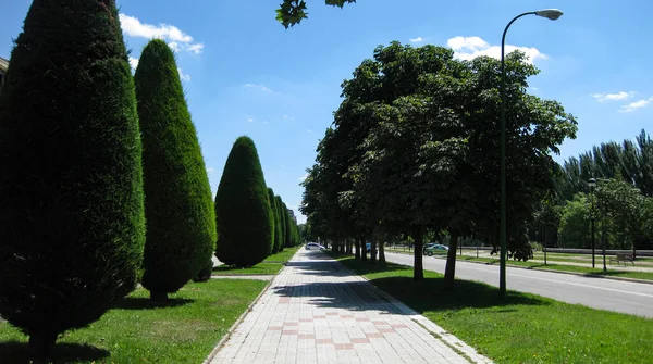 Сад Відкритий Парк Навесні — стокове фото