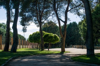 Yaz mevsiminde park ormanları, İspanya.