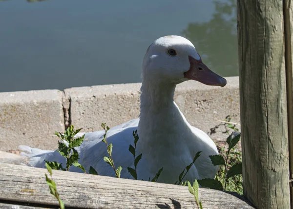 Ganso Branco Uma Lagoa Descansando — Fotografia de Stock