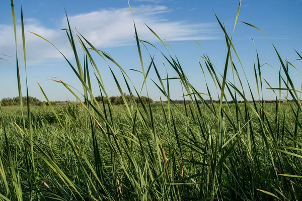 Reed Nappali Égbolton — Stock Fotó