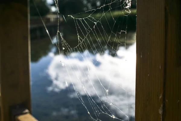 Spider web with dew in front of a river.