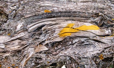 Kahverengi ağaç kabuğu arkaplanı.