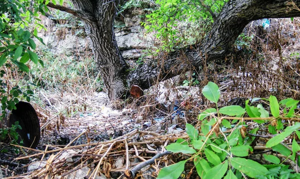 Bosques Árboles Con Basura Suelo —  Fotos de Stock