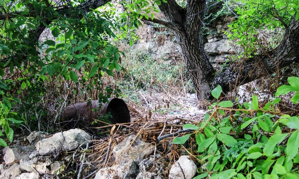 Forests and trees with garbage on the ground.