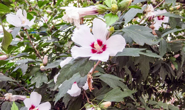 Vita Blommor Grön Buske — Stockfoto