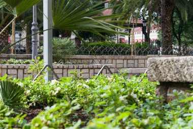 Baharda bir bahçenin beyaz çiçekleri.