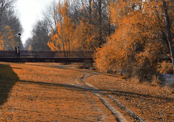 Paisaje Otoñal Con Bosque Día Soleado — Foto de Stock