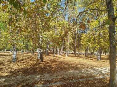 Kuru yapraklarla sonbahar ağaçlarının arasında yürü