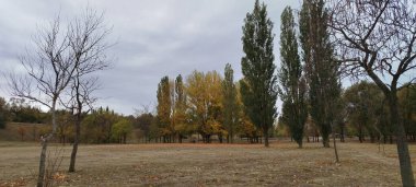 Sonbahar ormanı Sabah ışığında