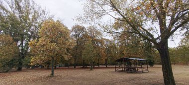 Sonbahar ormanı Sabah ışığında