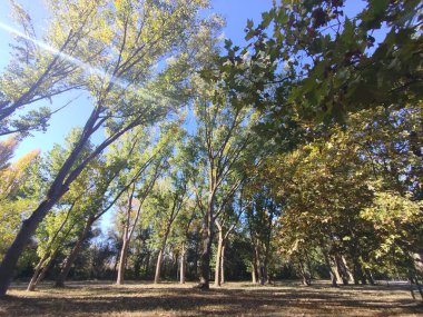 Sonbahar ormanı Sabah ışığında