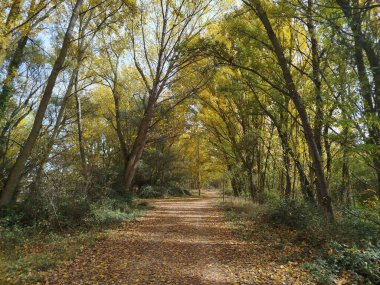 Burgos, İspanya 'da bir sonbahar ormanında uzun ağaçlarla yürümek